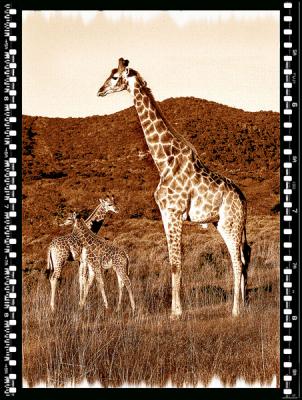 Giraffe Bull & Calfs, Shamwari Reserve