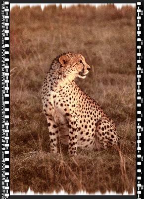 Cheeta 2, Shamwari Reserve