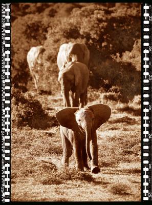 Baby Elefant 1, Shamwari Reserve