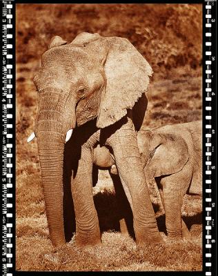 Baby Elefant 2, Shamwari Reserve