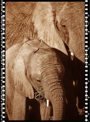 Baby Elefant 3, Shamwari Reserve