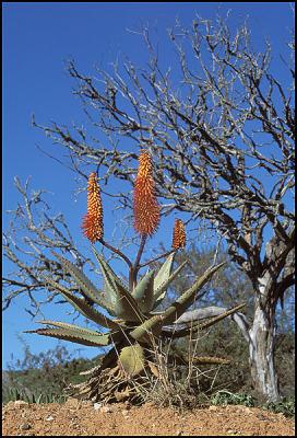 Aloe 1, Shamwari Reserve