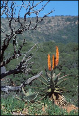 Aloe 2, Shamwari Reserve