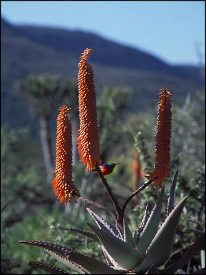 Aloe & Bird, Shamwari Reserve