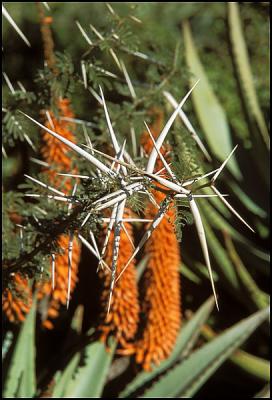 Aloe & Thorns , Shamwari Reserve