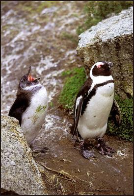 Jackass Penguin, Chick 4