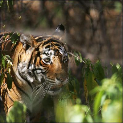 Tiger, Ranthambore National Park