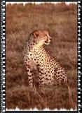 Cheeta 2, Shamwari Reserve