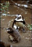Jackass Penguin, Chick 1