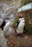 Jackass Penguin, Chick 3