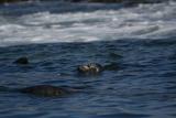 Farne Island - foca grigia