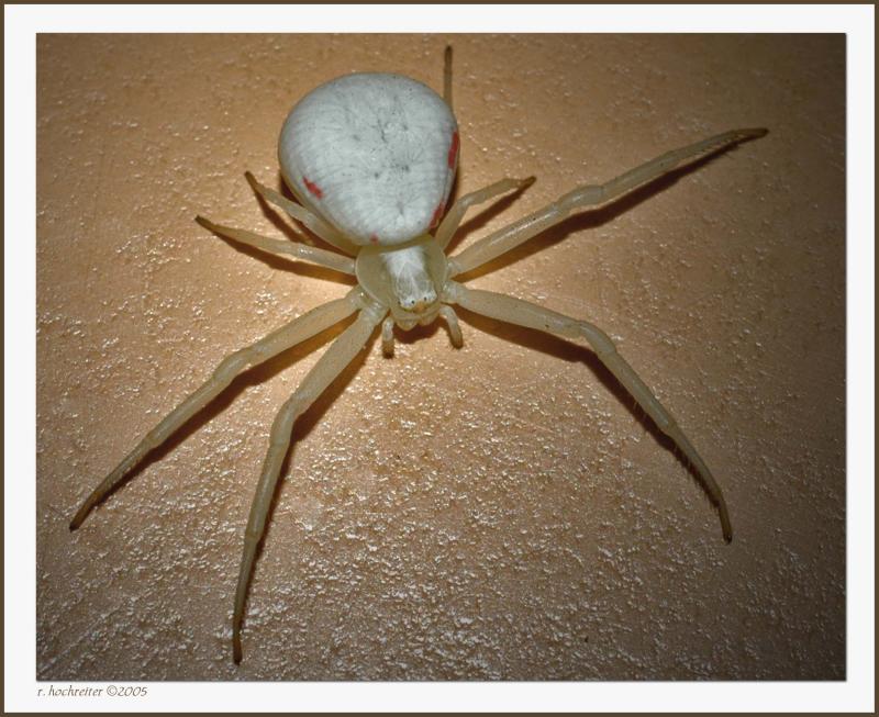 White Crab Spider