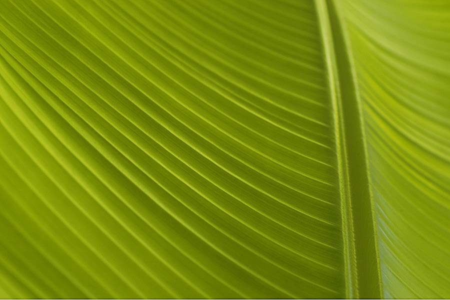 Macro leaf 4