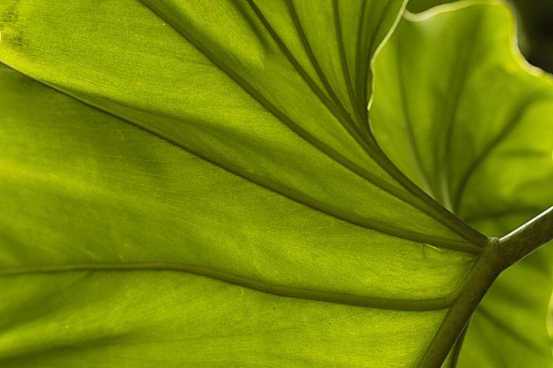 Macro leaf 2