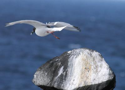 Swallow Tail Gull in flight