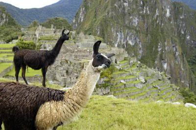 Lamas, Machu Picchu Peru