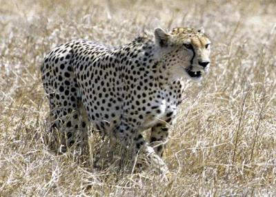 Cheetah hunting, Kenya