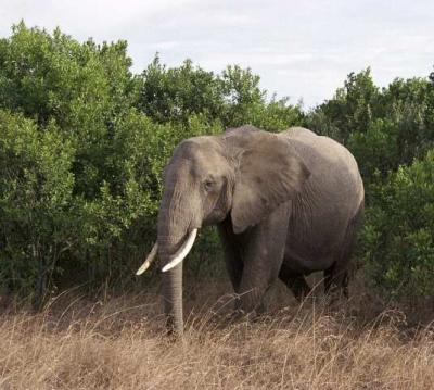 Bull Elephant, Kenya