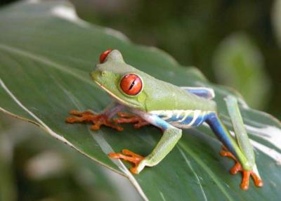 Red Eyed Tree Frog, Costa Rica