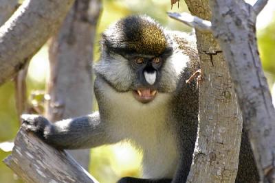 Monkey