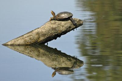 Delta Turtle Reflection