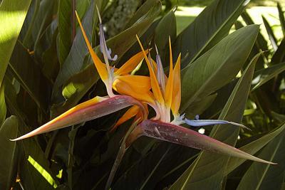 Bird of paradise Kauai