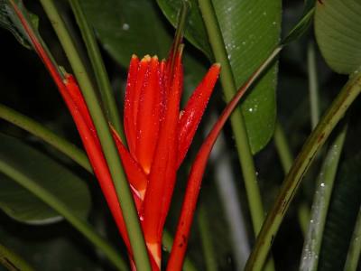 Costa Rica flower 1