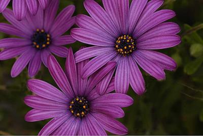 Purple Daisy 2
