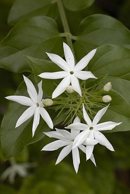 White Flowers 2