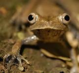 Brown Frog, Amazon