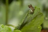 Little Frog, Amazon