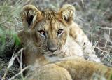 Lion Cub, Tanzania