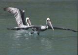 Pelicans, British Virgin Islands