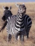 Laughing Zebra, Kenya