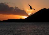 Sunset Gull, British Virgin Islands