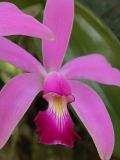 Purple Orchid Amazon