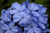 Plumbago blue jasmine Flower  Key West