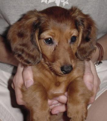 v3/57/607557/3/51230487.abbypuppy.jpg