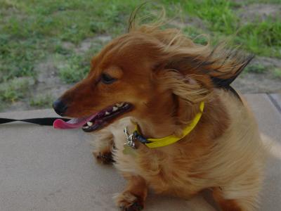 Windy days are ruff