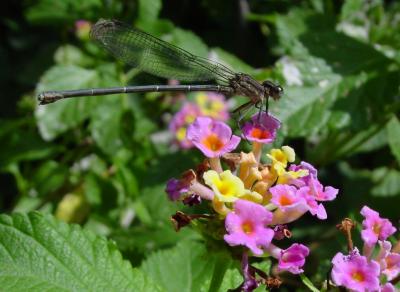 damselfly