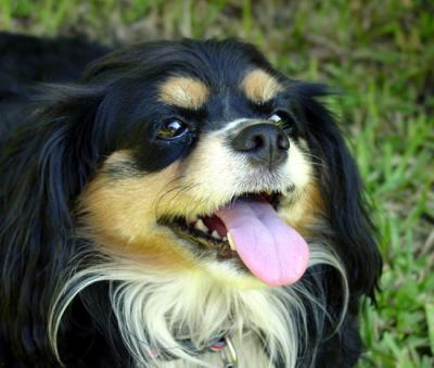 v3/57/607557/3/51690220.tootsie4.jpg