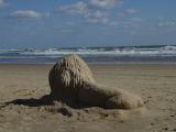 lion around on the beach