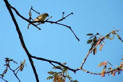 Finch