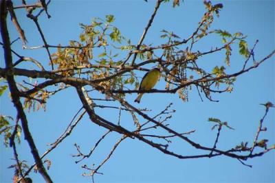 Goldfinch