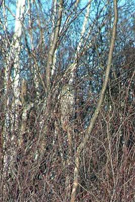 Where's Waldo Owl?