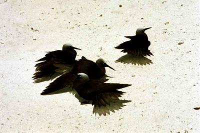 Black Noddy Terns