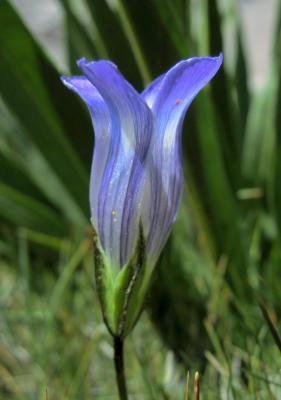 Sierra fringed gentian