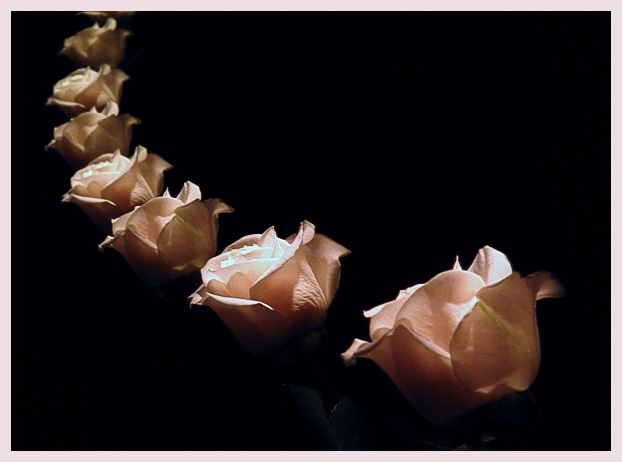 Rows of rose *