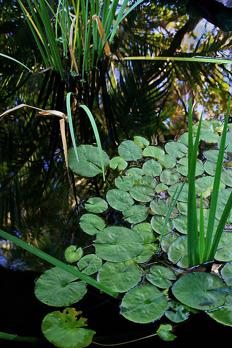 Fish Pond *