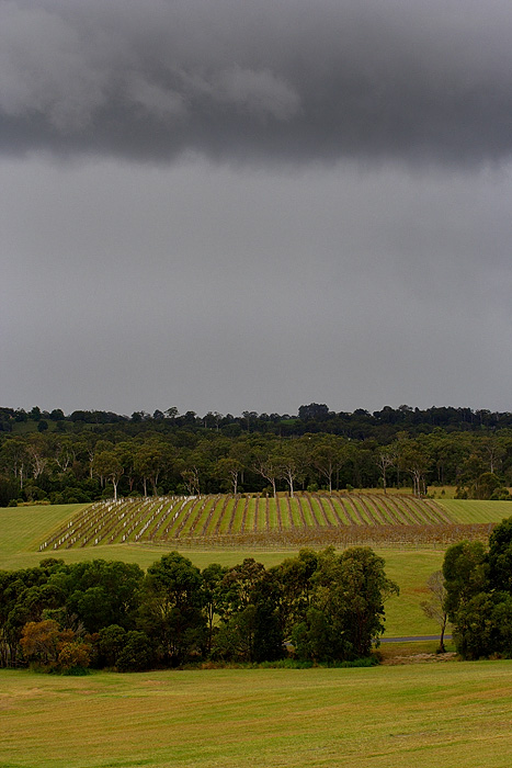 Vineyard *